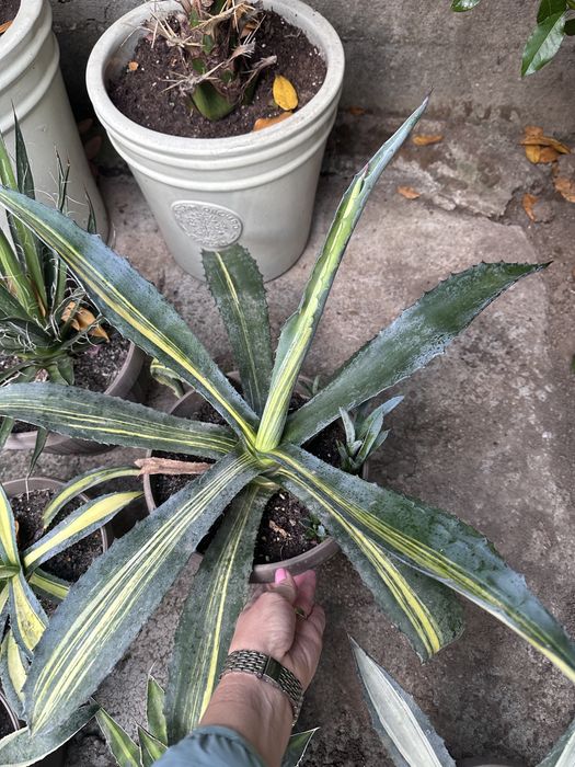 Agave de vanzare