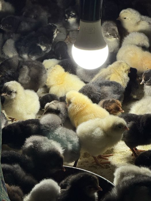 Балапан цыплята бір күндік