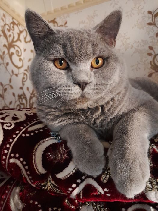 Erkak mushugimiz vyaska