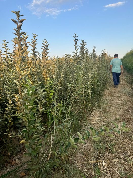 Ассортимент  кошеттер