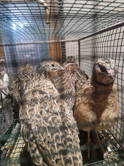 Prepelite si pui de prepelite