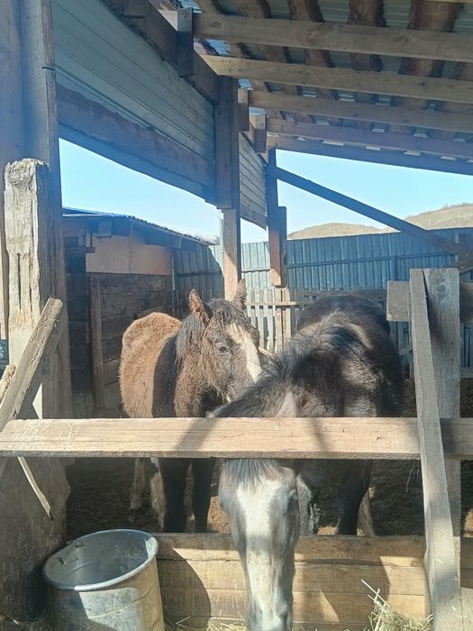 Продам коней ...