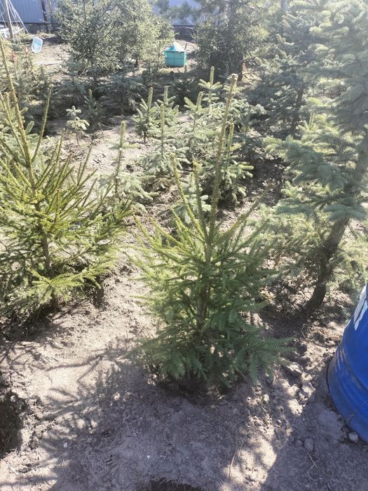 Ели голубые и сибирские