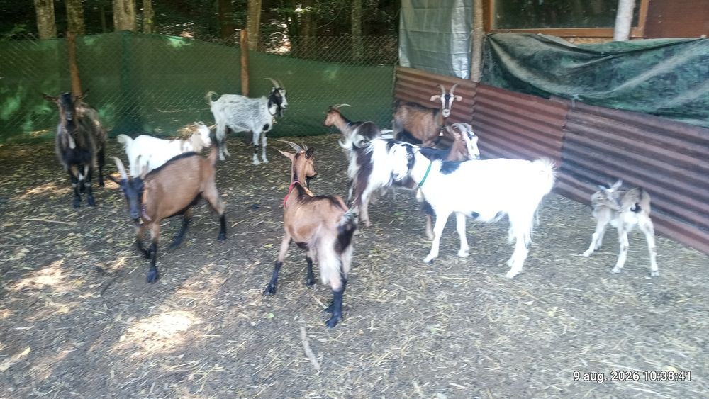 Capre de vânzare