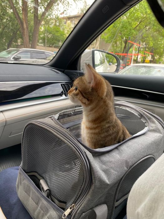 Домашняя кошечка