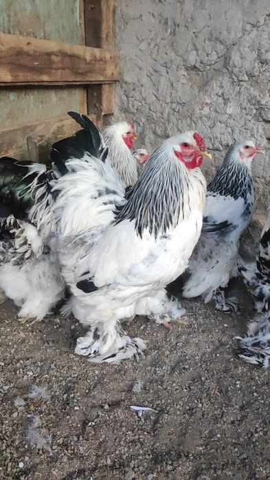 Бирама товуклар сотилади. Тоза зотли.