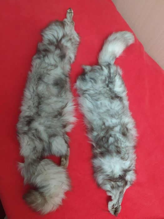 Мех натуральный серый