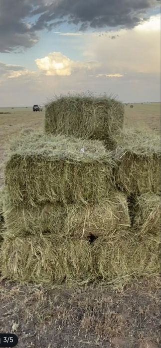 Продам сено житняк