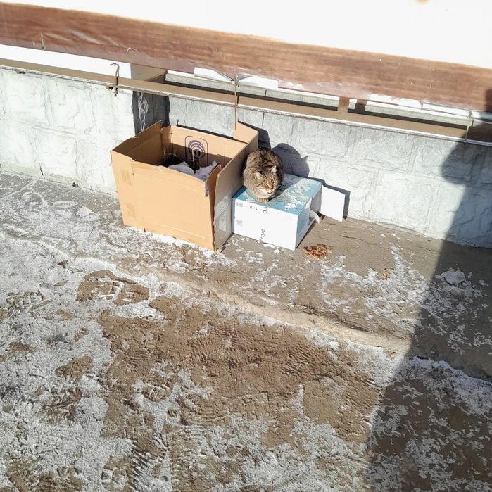 Отдам кошечку в добрые руки