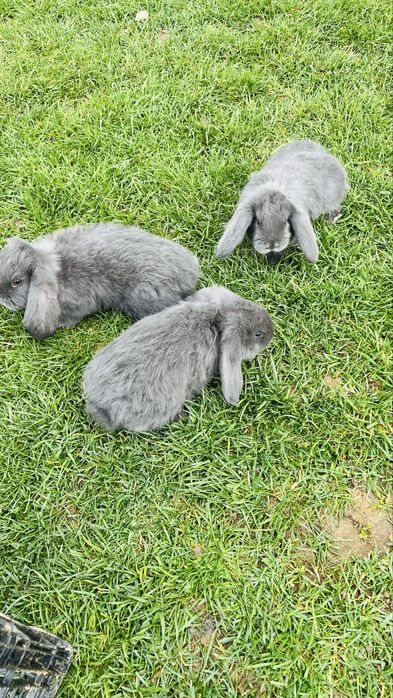 Disponibili 4 iepurasi berbec german