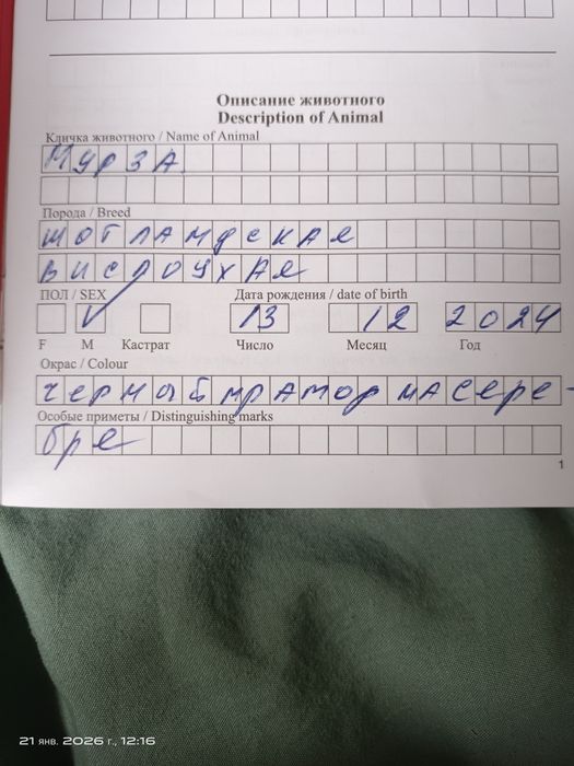 Продам шотландскую вислоухую