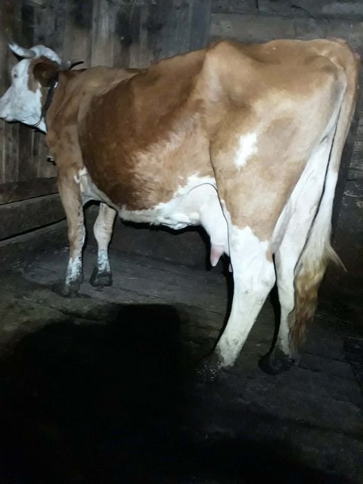 Vând vacă bună de lapte blândă de 7 ani.