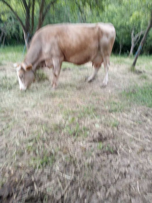 Vând vacă rasa Simmental