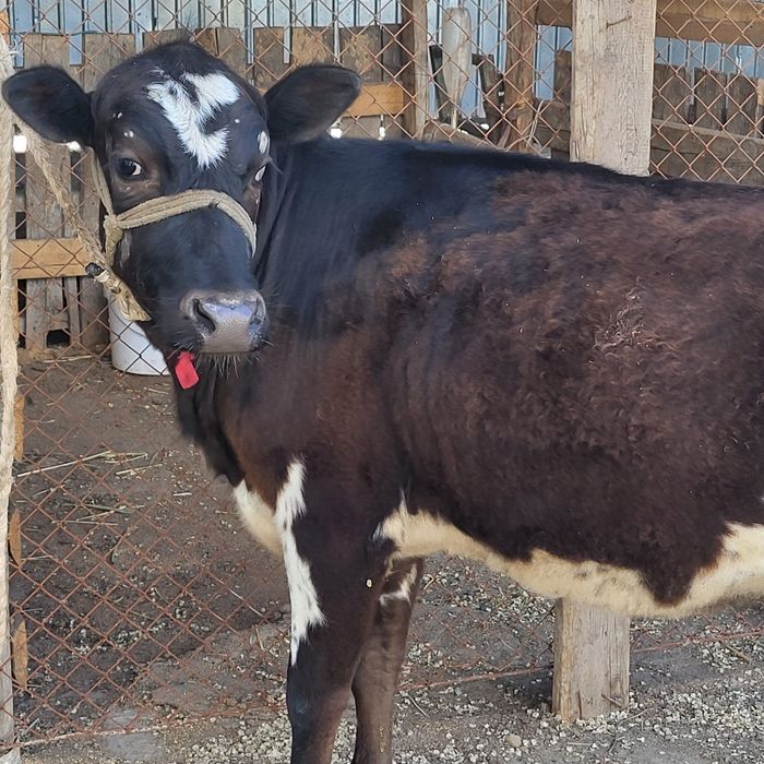 Семиз кашар кашар