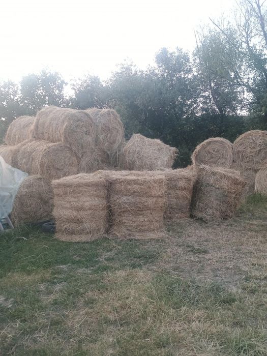 Băloți rotunzi de fan!