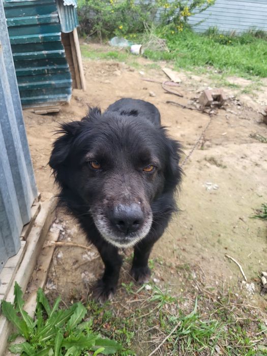 Защитник "Черный"