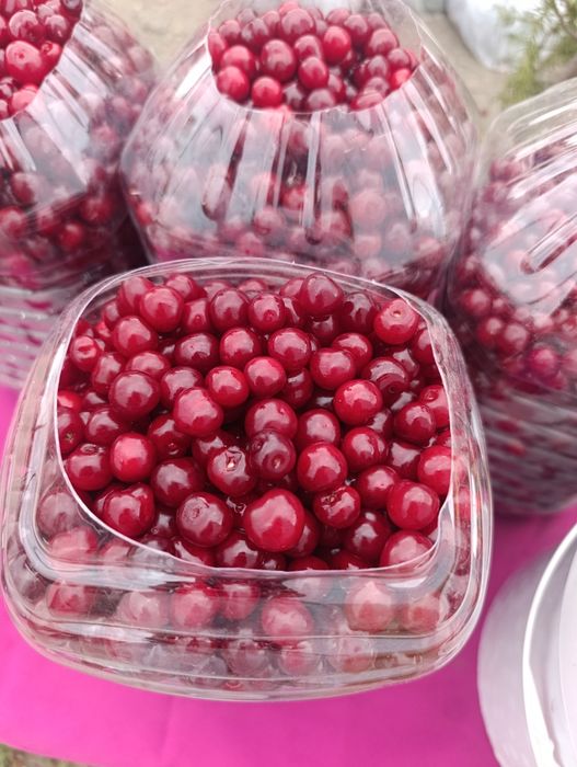 Продам вишню от 5 л