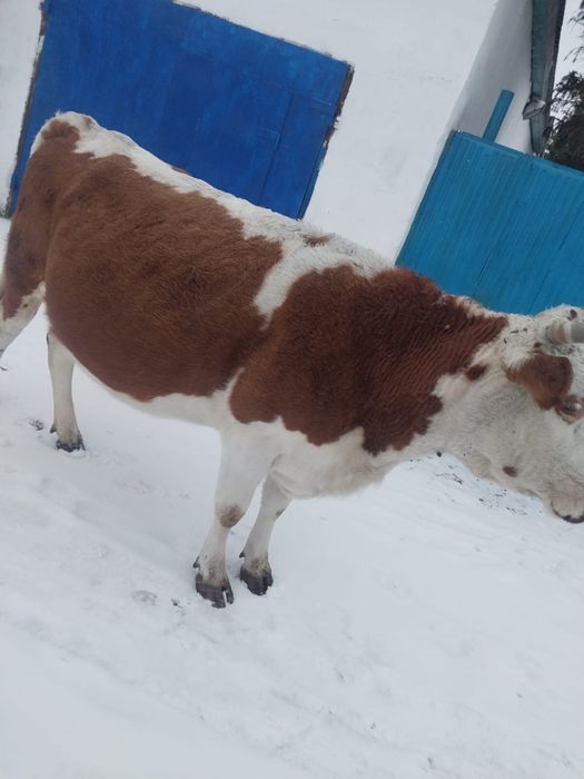 Продается корова 4 отёл
