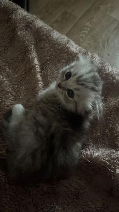 Котята шотландские