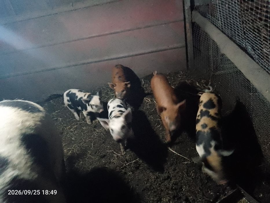 Продам поросят 1 месяц