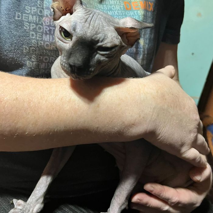 Продам   котят  цфинкс