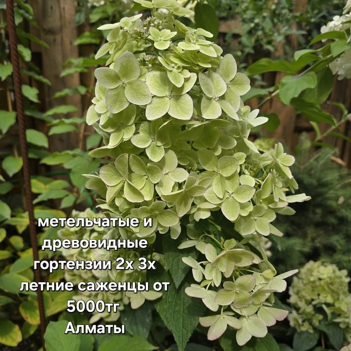 Гортензии метельчатые, древовидные