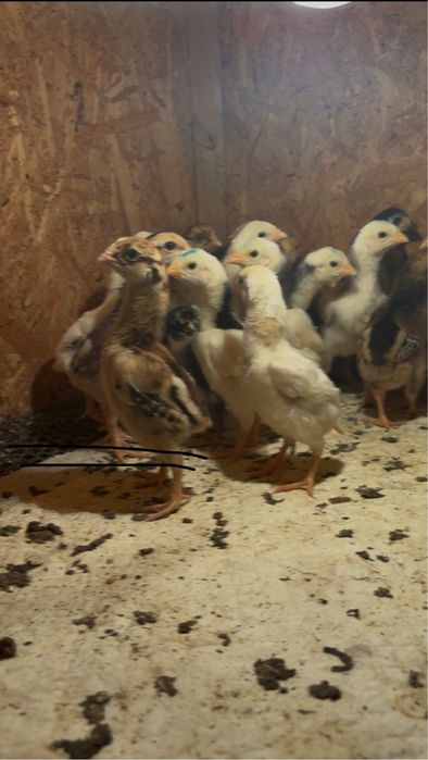 Продается цыплята шамо.