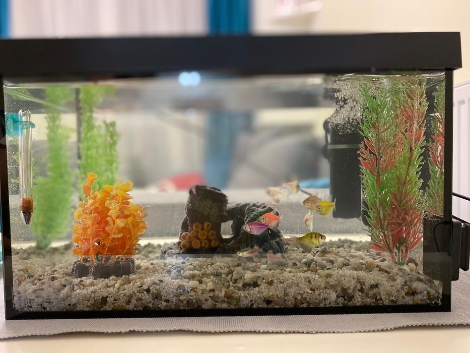 Vand acvariu de pesti