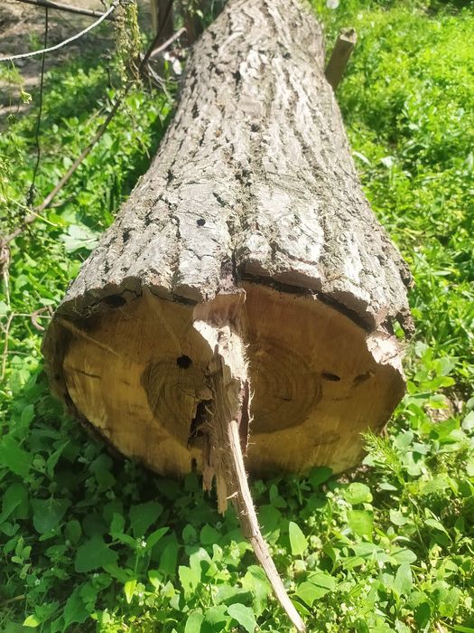 Yongoq daraxti tusinga