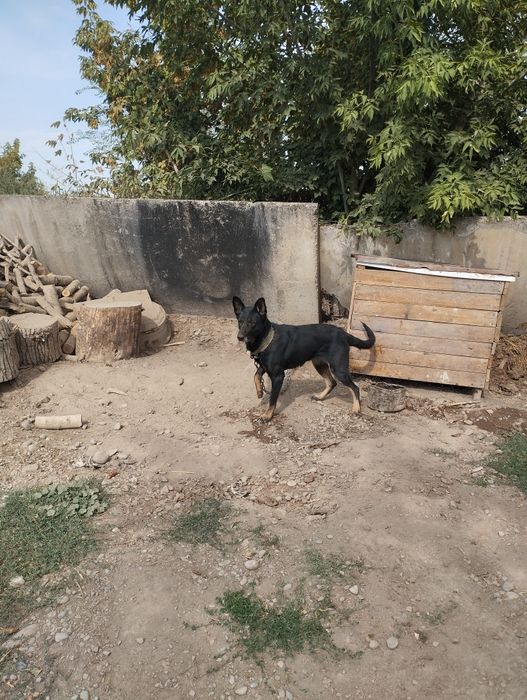 Продаётся овчарка не дорого срочно