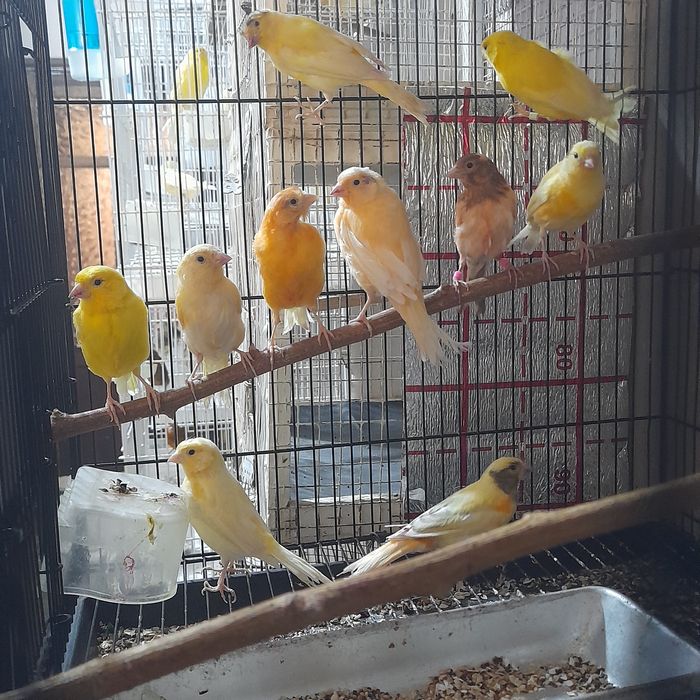 Канарейкалар сотилади.