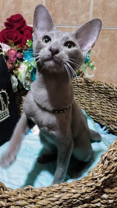 ОРИКИ - ориенталы- котята