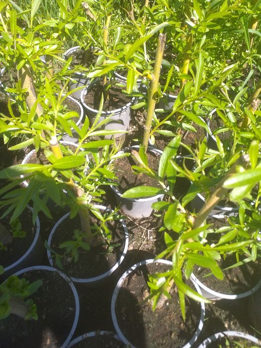 Vand sălcii pletoase la ghiveci  și arbori de mătase la ghiveci