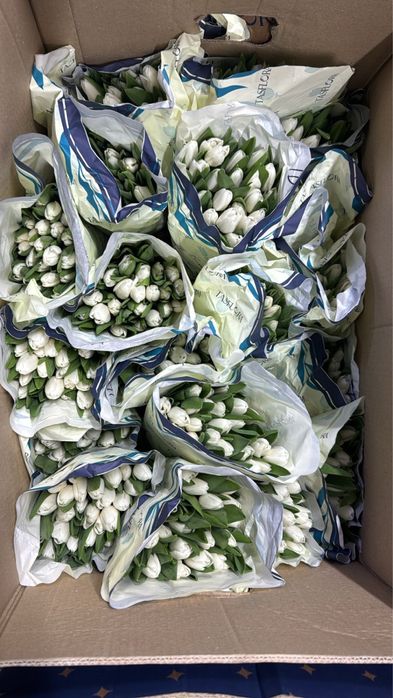 Тюльпаны опт  на 8 марта