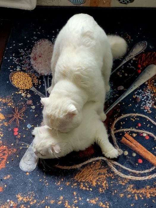 Вязка кот шотландский с большим опытом
