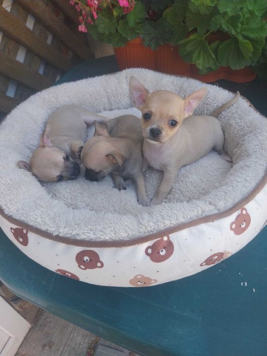 Chihuahua rasă pură pentru rezervare