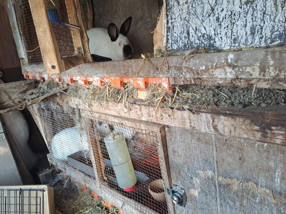 Californian pui de vanzare