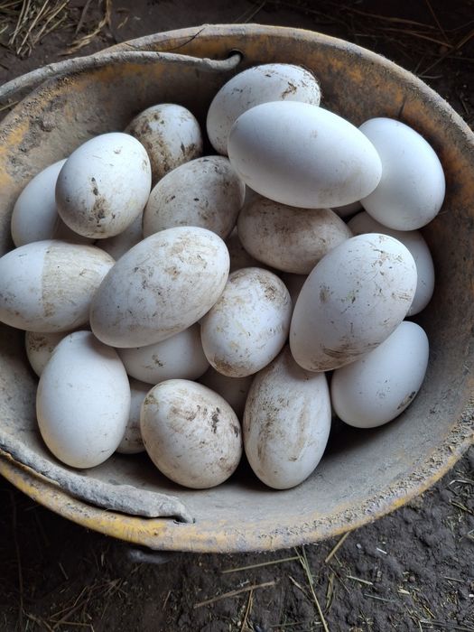 Vând  oua de gasca pentru inchistrit (scris ,pictat)