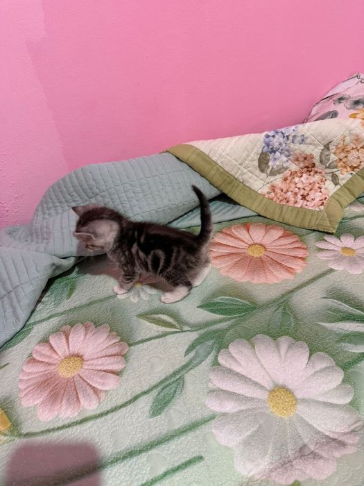 Британские девочки 1,5 мес