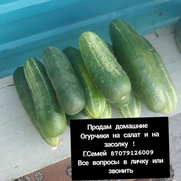 Домашние яблоки и огурцы!
