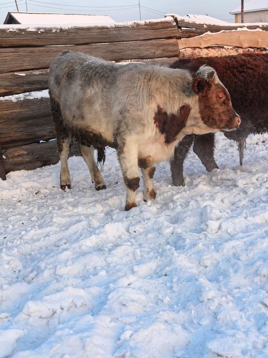 Бұқалар сатылады