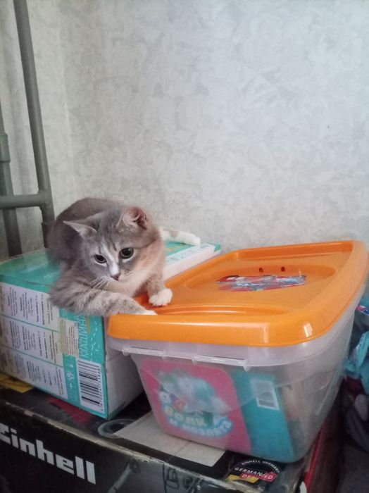 Стерилизованная умная кошечка