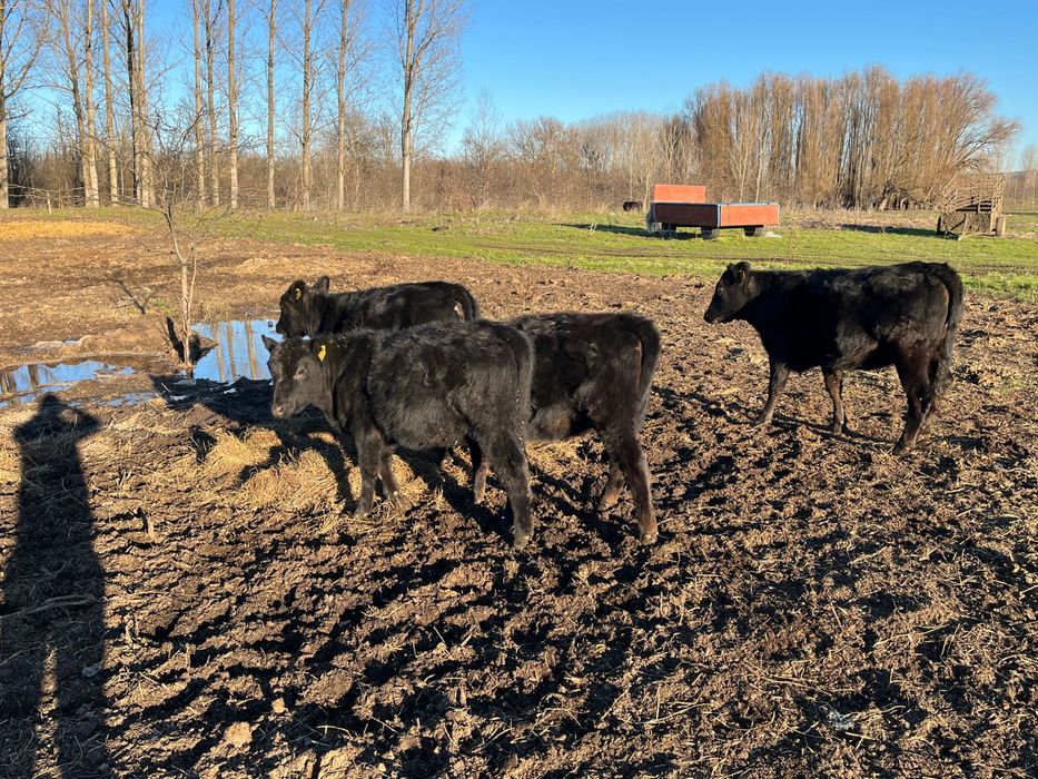 Vând un lot  de 12 vitele angus