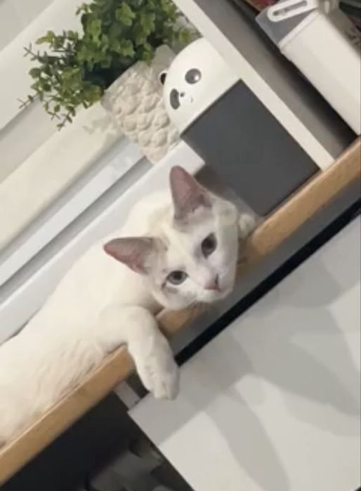 Отдам котика в хорошие руки