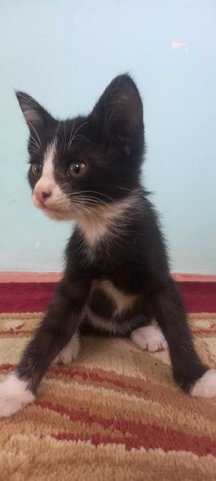 Отдам котят. Мушукчалар
