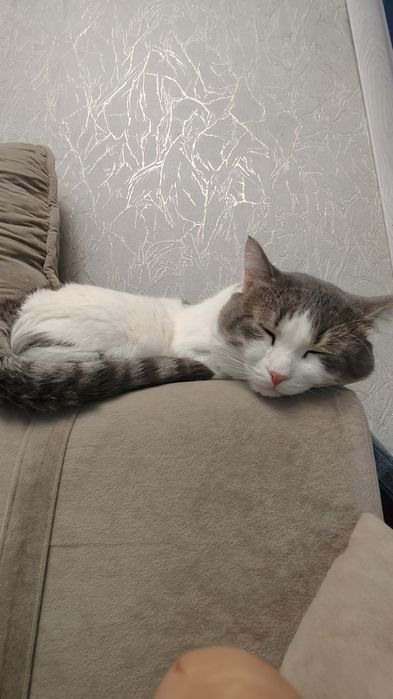 Потерялся кот, помогите найти