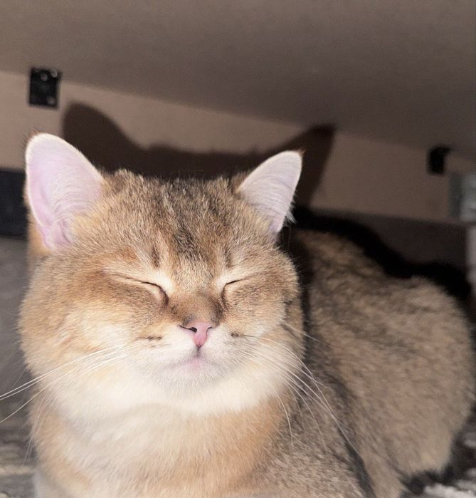 Britaniyskiy shinshila sotiladi zotli mushuk