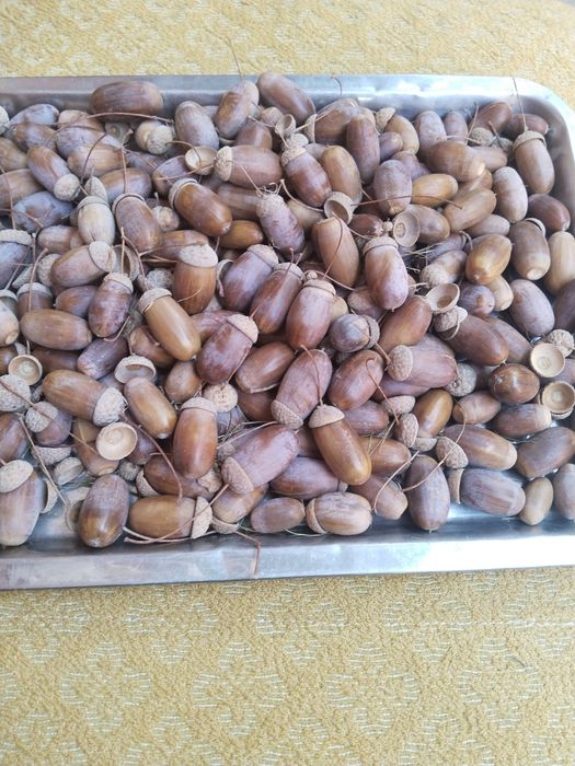 Жёлуди дубовые, каштаны и шишки