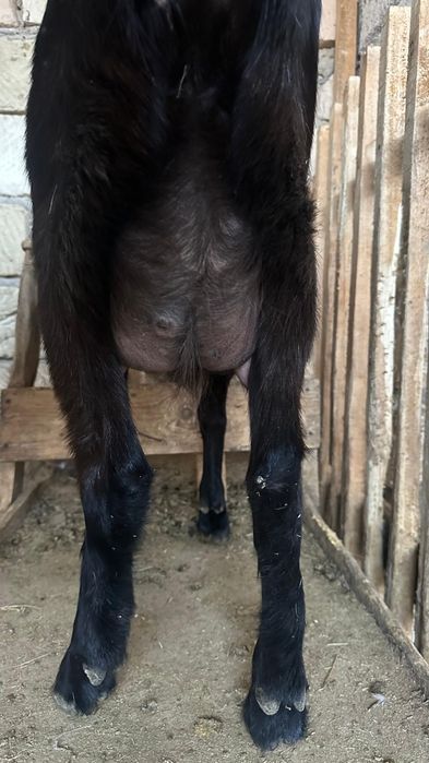 1 ші туып тұрған алпий шыбыш