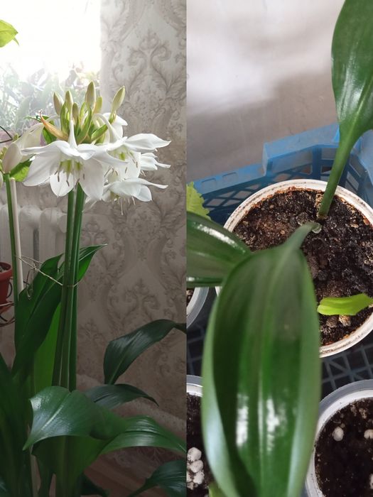 Продам комнатные растения недорого